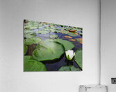 Water Lily 2 Acrylic Print