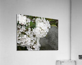 White Mountain Laurel Acrylic Print
