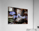 Hepatica Acrylic Print