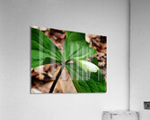 White Trillium Bud Impression acrylique