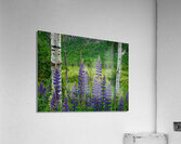 Maine Lupines Acrylic Print