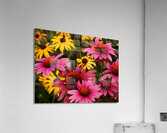 Echinacea And Rudbeckia Acrylic Print