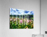 Swamp Mallow At Moraine State Park Acrylic Print