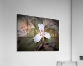 Painted Trillium Acrylic Print