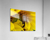Unfurling Sunflower Acrylic Print