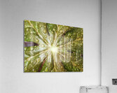 Raindrops On Mayapple Acrylic Print