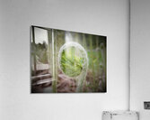 Fiddlehead Acrylic Print