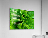 Skunk Cabbage Furls Acrylic Print