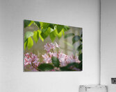 Native Azalea 2 Acrylic Print