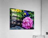 VT Peony 1 Acrylic Print
