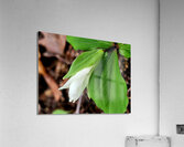 White Trillium Bud 1 Acrylic Print