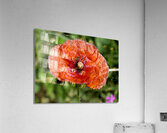 Poppy Acrylic Print