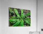 Maidenhair Spleenwort Acrylic Print