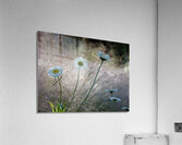 Daisies Acrylic Print