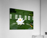 Water Lily 1 Acrylic Print