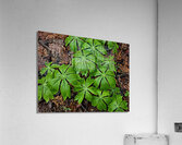 Mayapples Acrylic Print