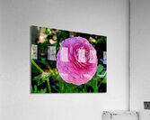 Ranunculus Acrylic Print