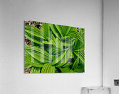 Green False Hellebore Acrylic Print