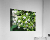 Poke Milkweed Acrylic Print