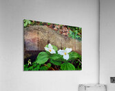 Trillium Duo Acrylic Print