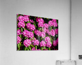 Rhododendron Acrylic Print