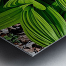 Green False Hellebore Metal print