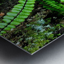 Maidenhair Spleenwort Metal print