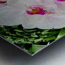 Orchid Cluster Metal print