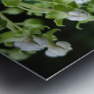 Poke Milkweed Impression metal