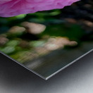 Ranunculus Impression metal