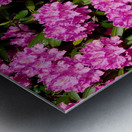 Rhododendron Metal print