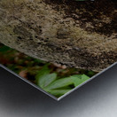 Trillium Duo Metal print