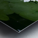 Water Lily 1 Metal print