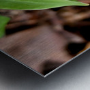 White Trillium Bud 1 Metal print