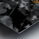 Monarch Butterfly Metal print