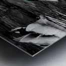 Mallard Duck Metal print