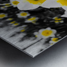 Daffodils Metal print