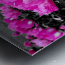 Pink Peonies Metal print