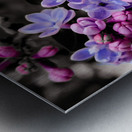 Lilac Metal print
