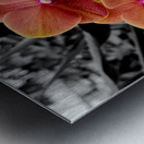 Orchids 4 Metal print