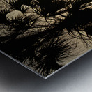 Palm Trees Silhouette Metal print