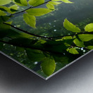 Beech Trees Metal print