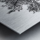 Snowy White Pine Metal print