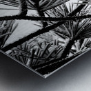 Snowy Conifer Metal print