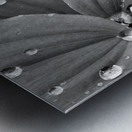 Raindrops Metal print