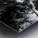 Redwoods Metal print