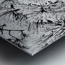 Snowy Conifer Metal print