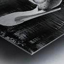 Stork Trio Metal print