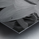 Solomon Seal Metal print