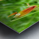 Black Swallowtail On Turks Cap Metal print